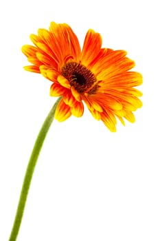 a beautiful bright gerbera on white background