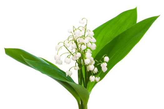 bouquet of lily of the valley on a white background