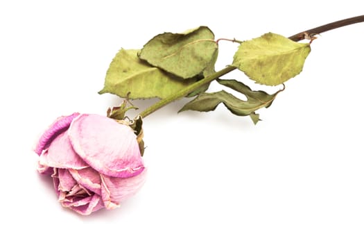 one dry roses on a white background