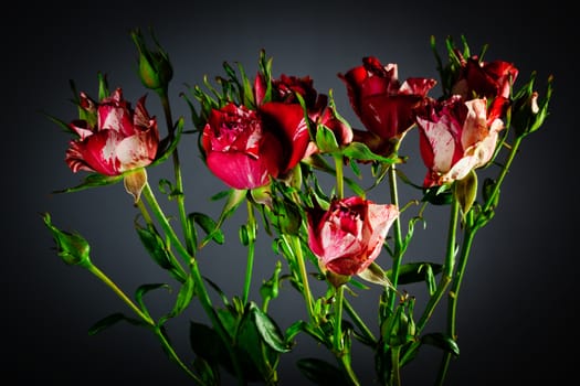 beautiful roses close up on dark background