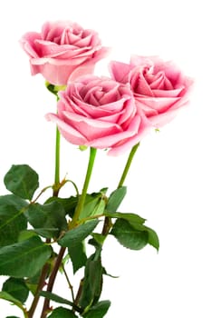 beautiful three roses on a white background