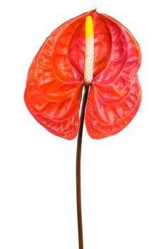 Beautiful red anthurium on a white background