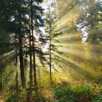 Beautiful autumn dawn in pine forest - Bieszczadzki National Park