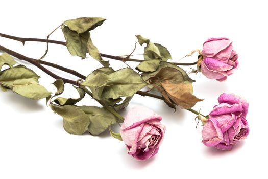 three dry roses on a white background