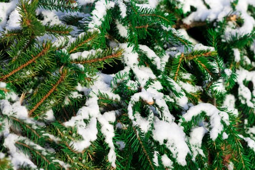 green tree covered with snow close up