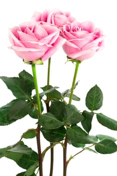 beautiful three roses on a white background