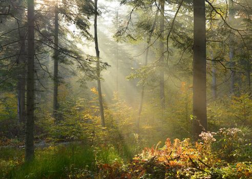 Beautiful autumn dawn in pine forest - Bieszczadzki National Park