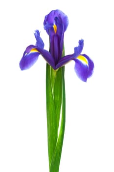 freshness purple iris on a white background