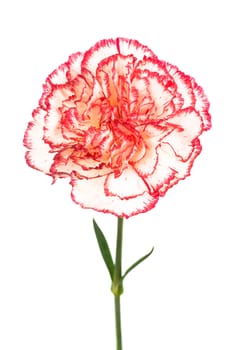 Beautiful pink carnation on a white background