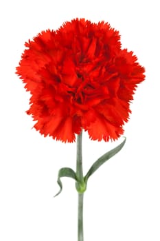 Beautiful red carnation on a white background