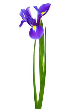 freshness purple iris on a white background