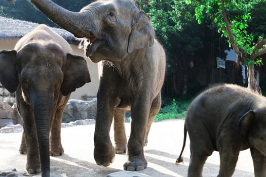 Three elephants walk on a sunny day