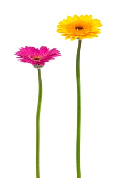 yellow and pink gerber on a white background