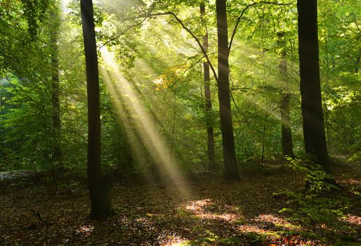 Beautiful autumn forest in Poland 