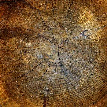 Dark brown tree trunk texture or background
