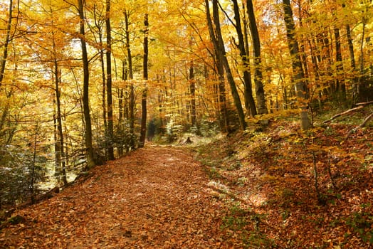 Beautiful autumn forest in Poland - Bieszczadzki National Park