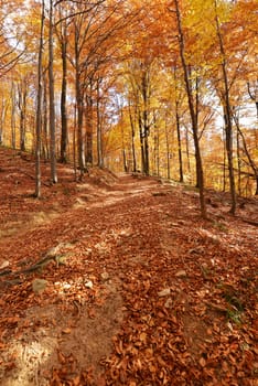 Beautiful autumn forest in Poland - Bieszczadzki National Park