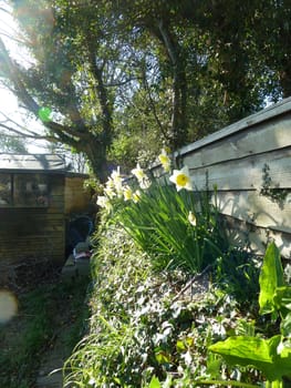 Old wooden fence with bright yellow spring daffodils
