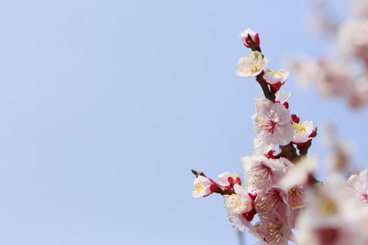 Japanese plum-blossom in Osaka Japan