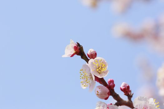 Japanese plum-blossom in Osaka Japan