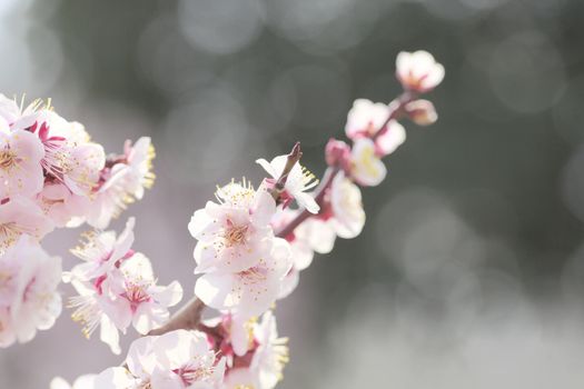 Japanese plum-blossom in Osaka Japan