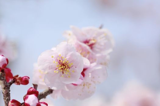 Japanese plum-blossom in Osaka Japan