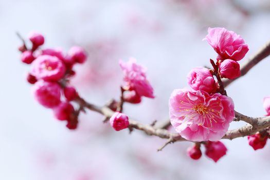 Japanese plum-blossom in Osaka Japan