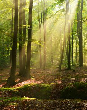 Beautiful autumn dawn in forest
