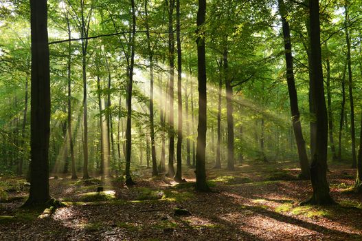 Beautiful autumn dawn in forest