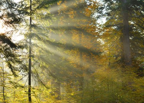 Beautiful autumn dawn in forest
