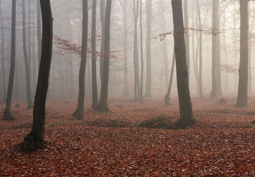 Dark foggy forest