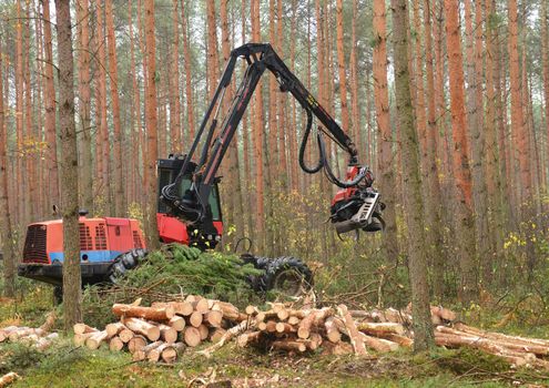 Forestry heavy harvester chopping trees