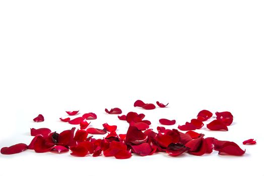 Random rose petals against white background. Great for presentations, forms and ad print.