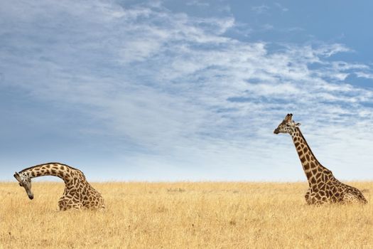 Pair of Masai Giraffe (Giraffa camelopardalis tippelskirchi) resting in grassland of Masai Mara National Reserve, Kenya