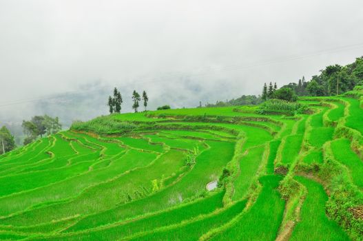 South China, Yunnan - 2011: Rice terraces in highlands of southeastern China, farmhouses, ethnic village. Rice terraces rice paddies Asia, peasant village in mountains China.