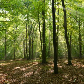 Autumn morning in the forest - Poland