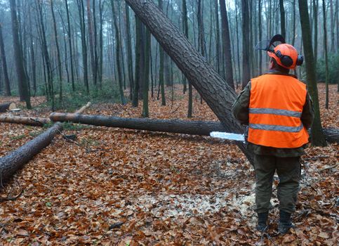 Forestry worker - lumberjack cutting tree