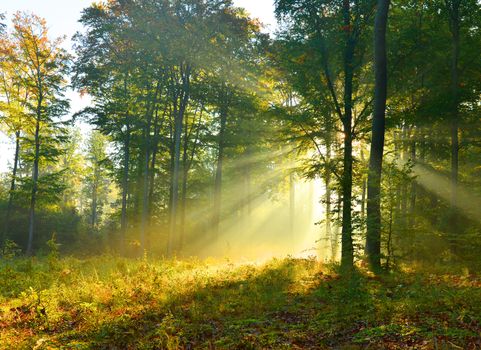 Beautiful autumn morning in the forest
