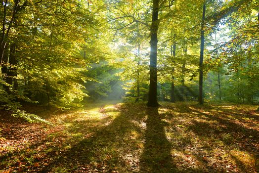 Beautiful autumn morning in the forest
