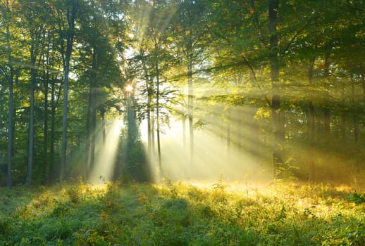 Beautiful autumn morning in the forest