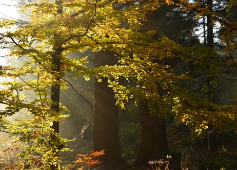 Autumn dawn in the forest