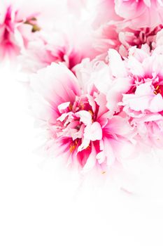 Pink peonies in vase isolated on white