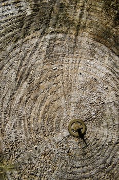 wooden cut background and texture with clock brass gear