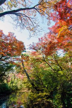 Beautiful japanese garden in autumn, Tokyo, Japan