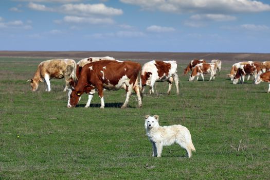 sheepdog with herd of cow in background