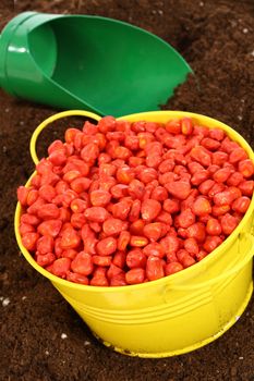 colored corn sowing seed in yellow bowl