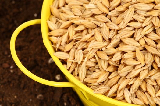 wheat sowing seed in metal bucket close up 