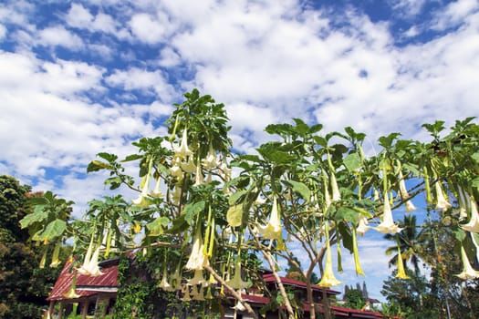 Flowers and Sky. Lake Toba, North Sumatra, Indonesia.