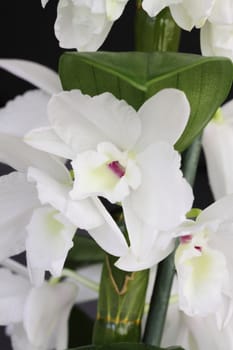 Dendrobium orchid