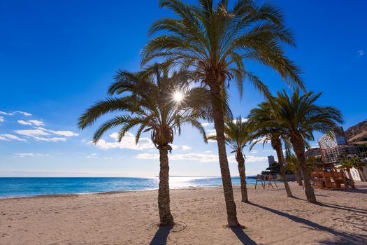 Alicante San Juan beach of La Albufereta with palms trees in Mediterranean Spain